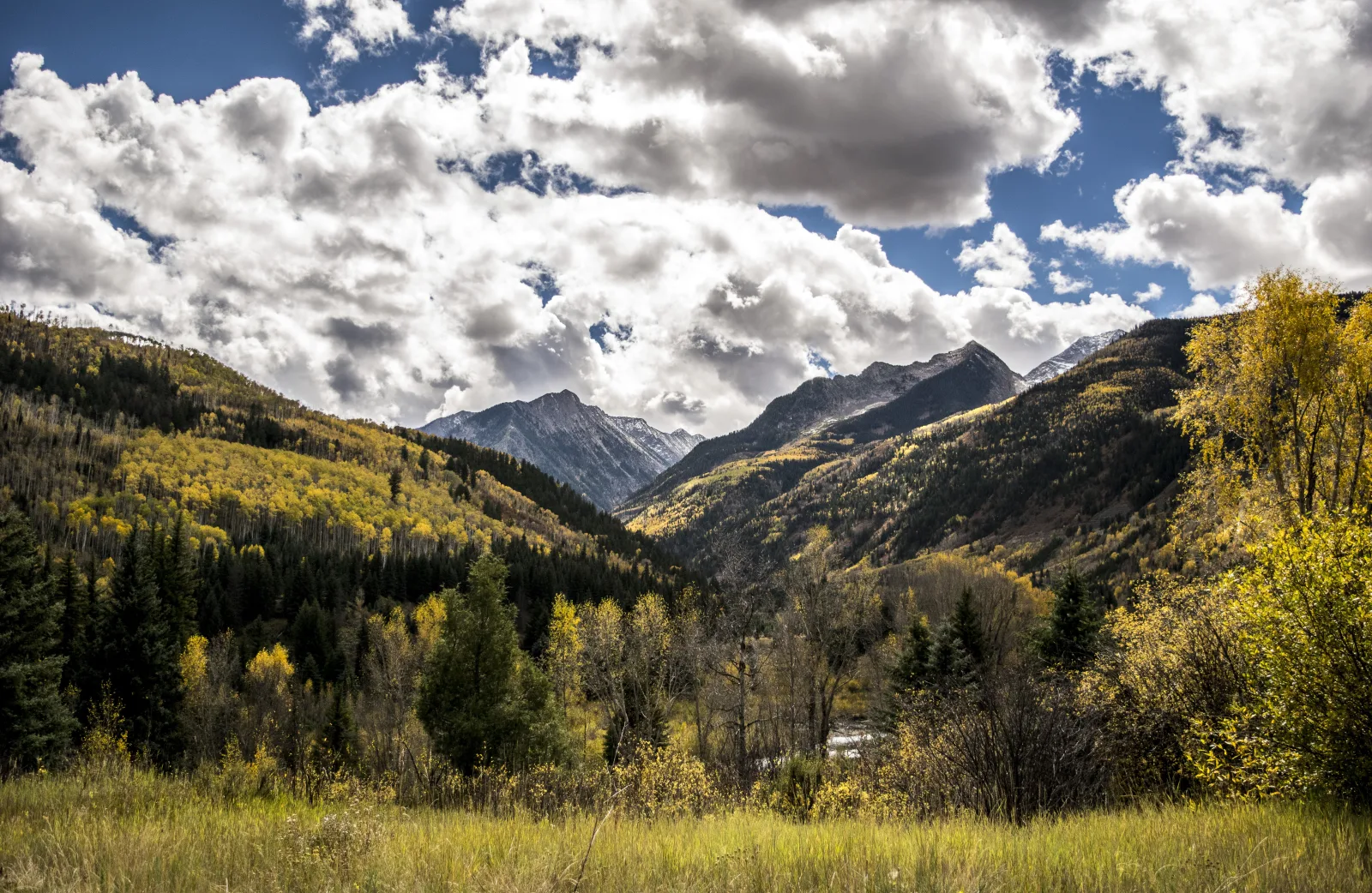 A hillside of aspen trees turned brilliant gold against dark evergreens in autumn.