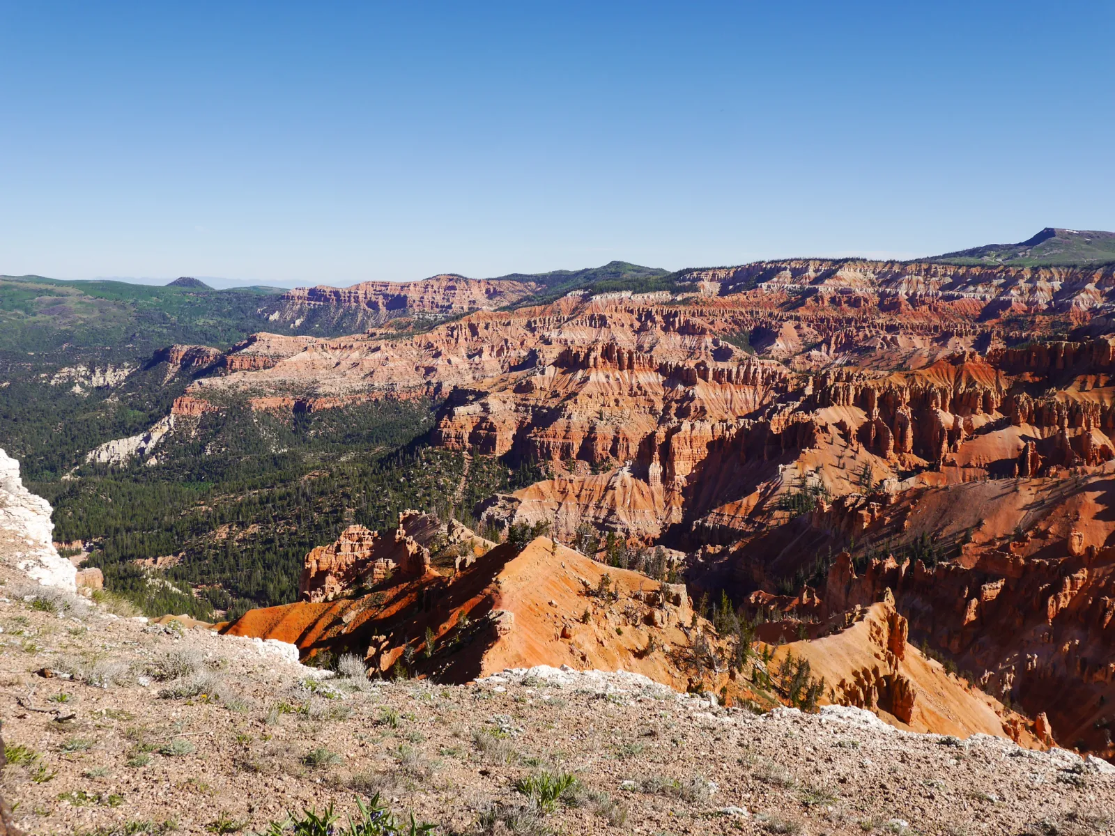 The colorful eroded amphitheater of Cedar Breaks National Monument in southern Utah — red, orange, and cream Claron Formation cliffs and hoodoos dropping away below a forested rim under a deep blue sky, with high-meadow wildflowers in the foreground.