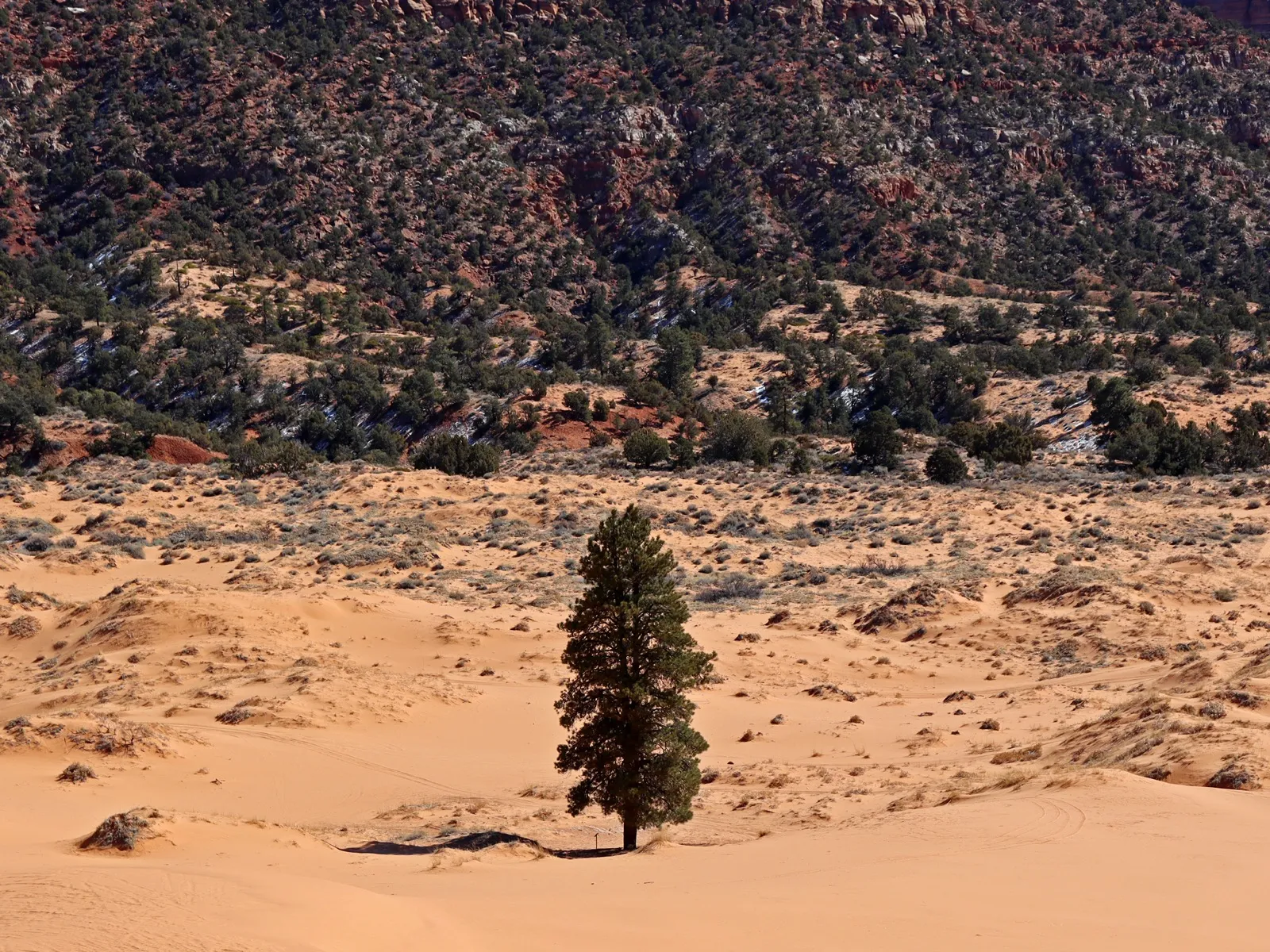 A lone juniper stands on a rose-colored sand dune with red rock cliffs and juniper-dotted slopes rising behind it at Coral Pink Sand Dunes State Park in southern Utah.