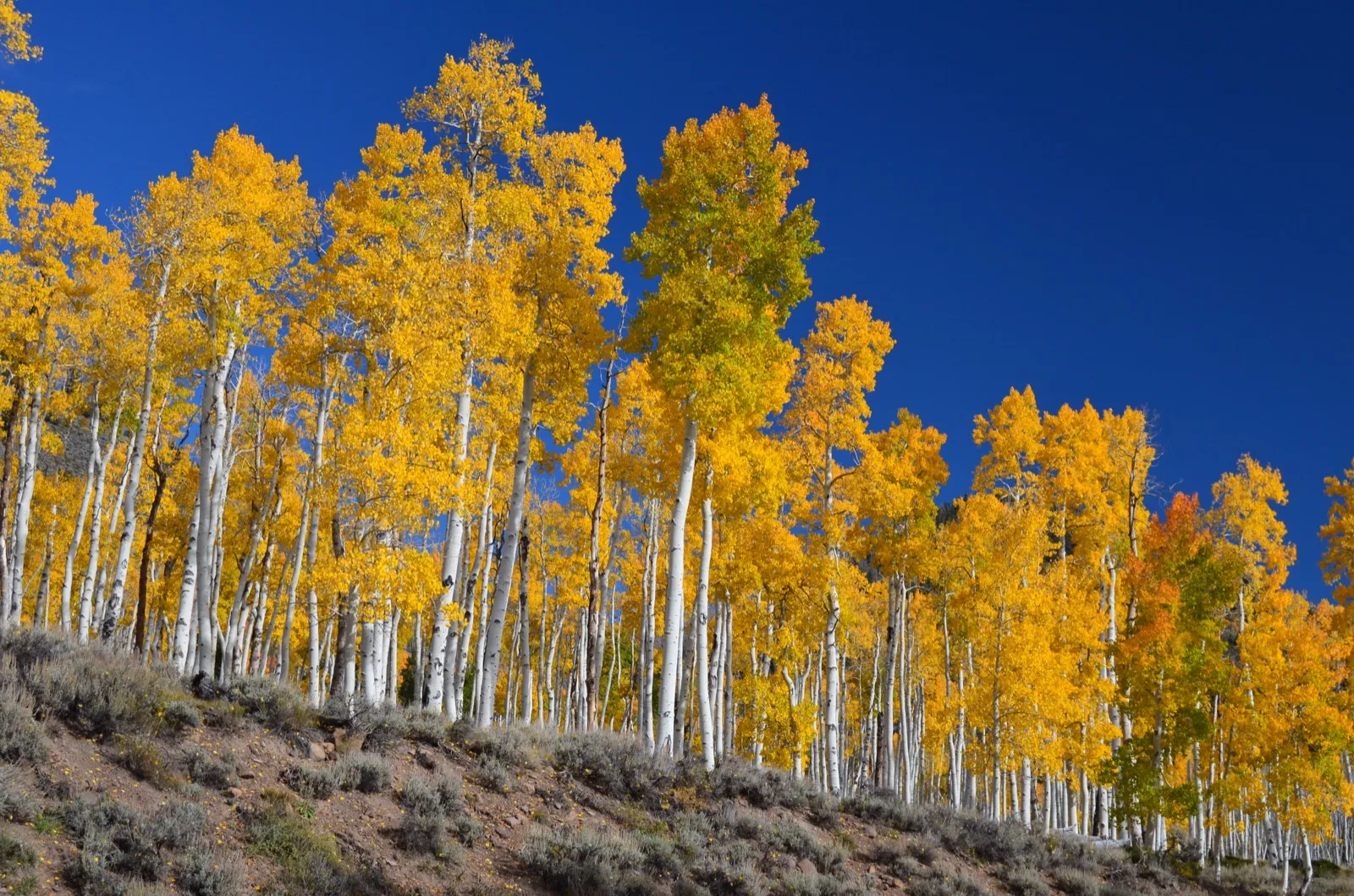Tall white-barked quaking aspens in full golden-yellow color rising from a sagebrush hillside against a deep blue sky in Utah's Fishlake National Forest, part of the Pando clone.